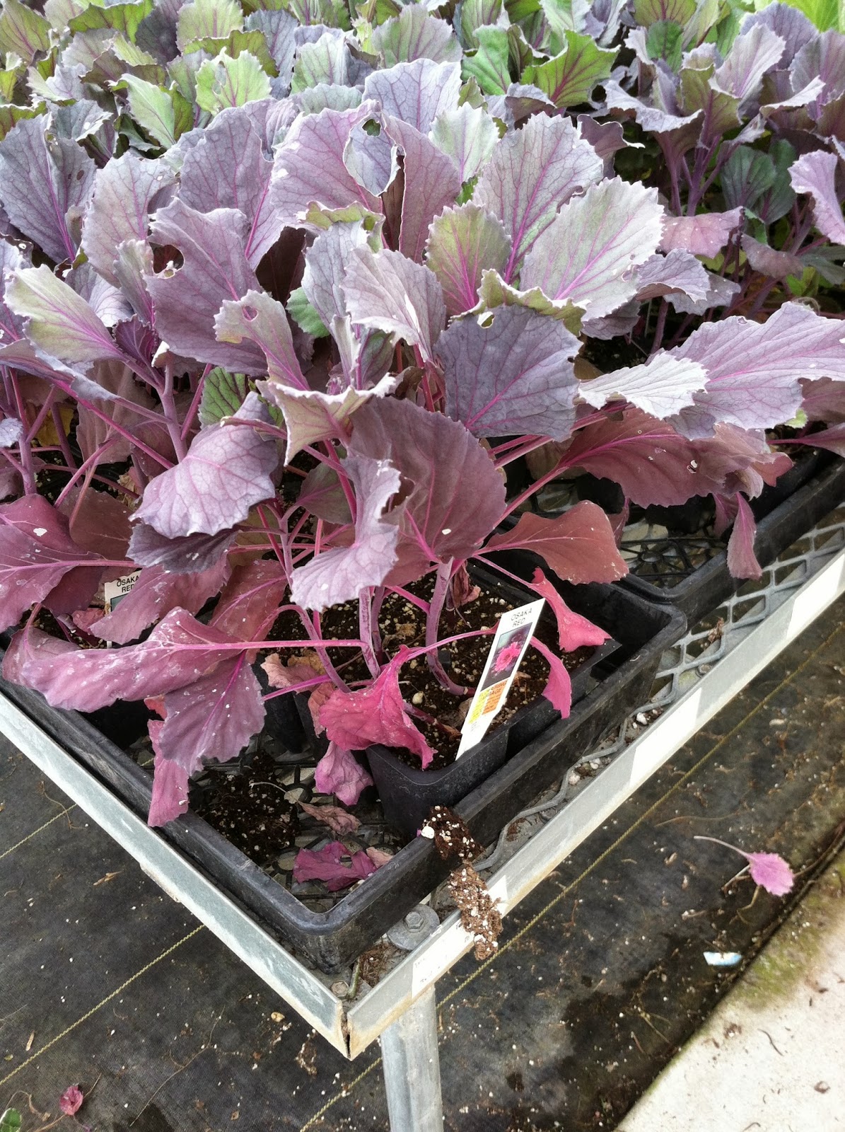 Grow How Tips for Winter Flower Planters