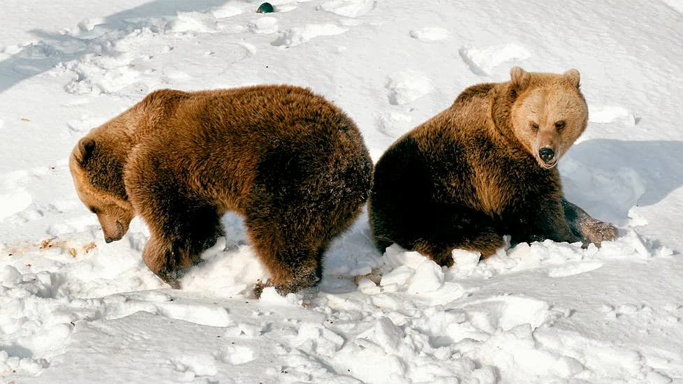 Playful Bears Frolic In Snow After Waking From Hibernation At Helsinki Zoo