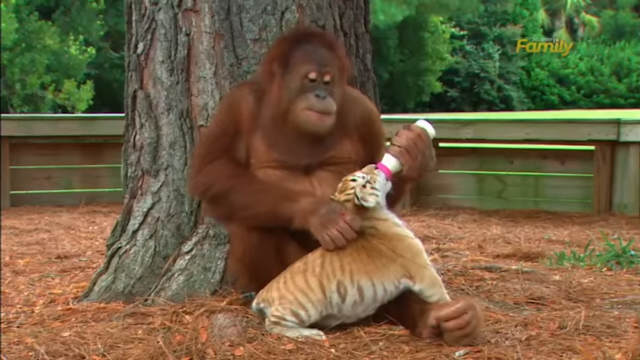 Orang Utan Ini Menyusui Anak Harimau