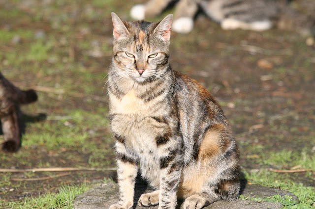 A tortie - torbie feral cat named Hipstamatic