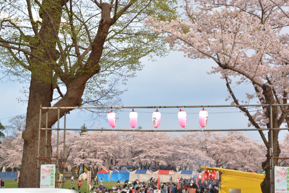 Life with hubby Cherry blossom festival