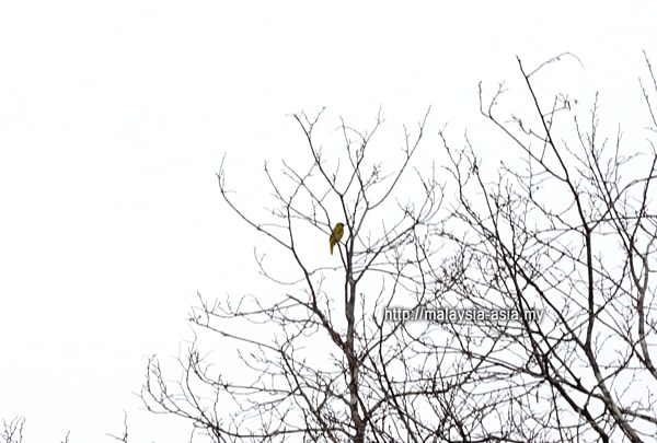 Taman Negara Hornbill Valley Bird Watching
