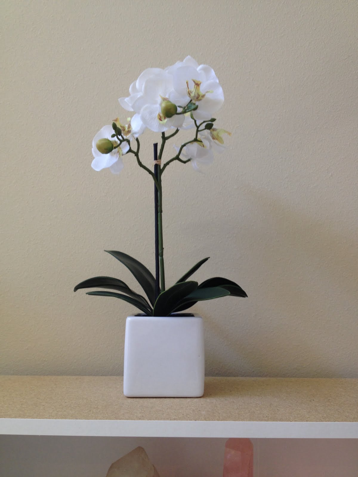 I ADORE white orchids: