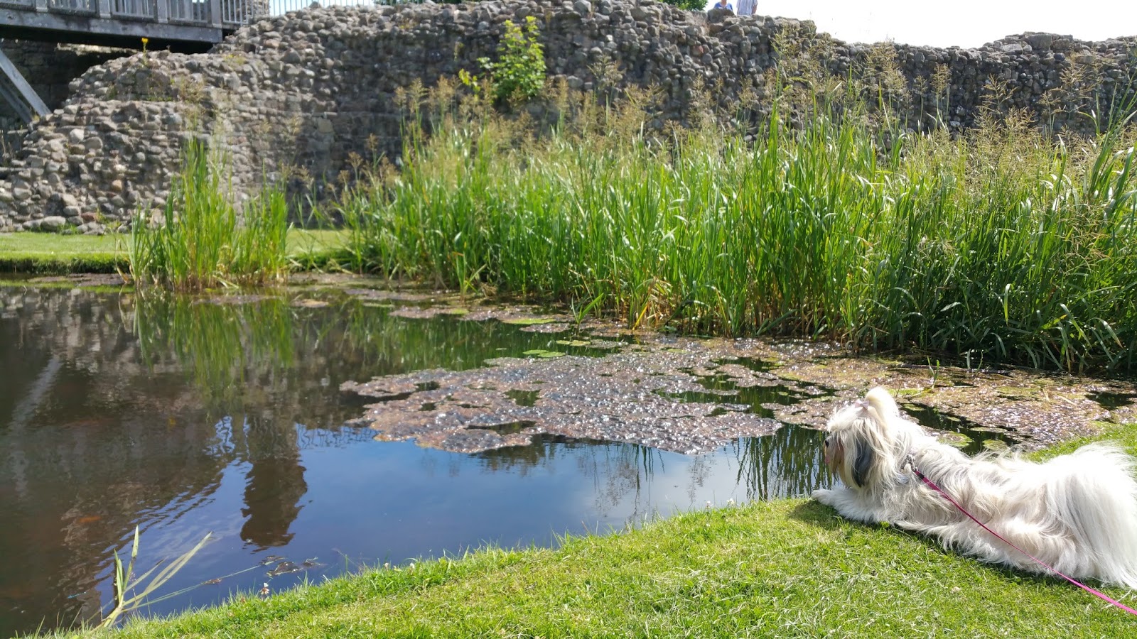 Dog Friendly Places To Eat Oswestry Dog Friendly Places To Eat Oswestry
