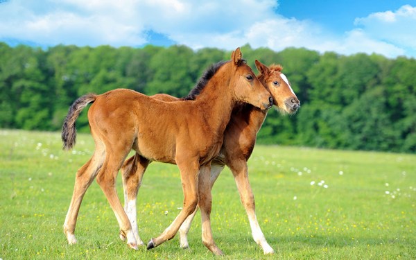 Baby Horse Wallpapers Download in HD