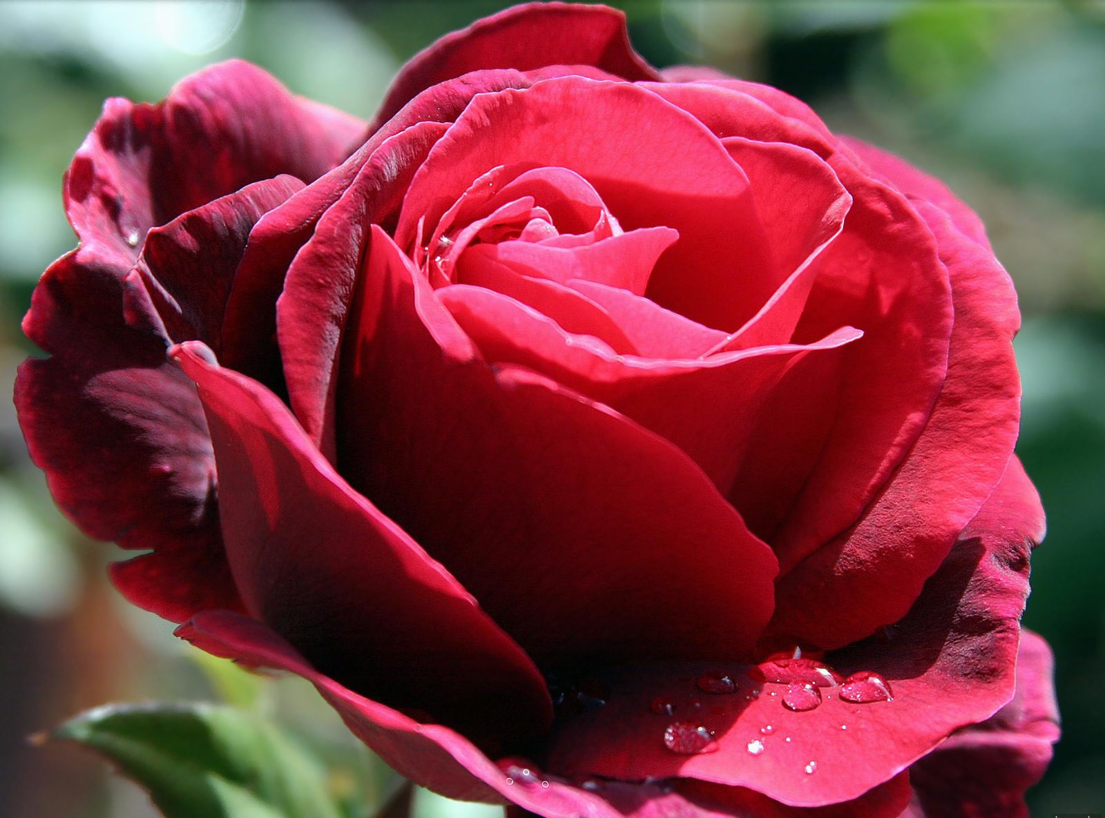 Пышные розы текст. Самые красивые розы. Пышные розы.