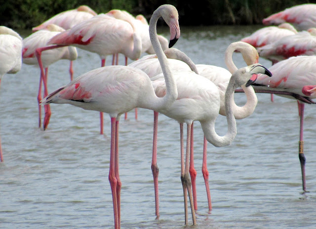 Flamencos en la Camarga, Francia