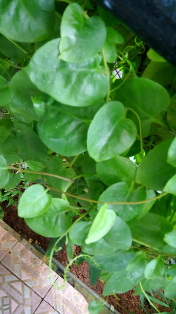 Binahong Tree (Anredera Cordifolia)