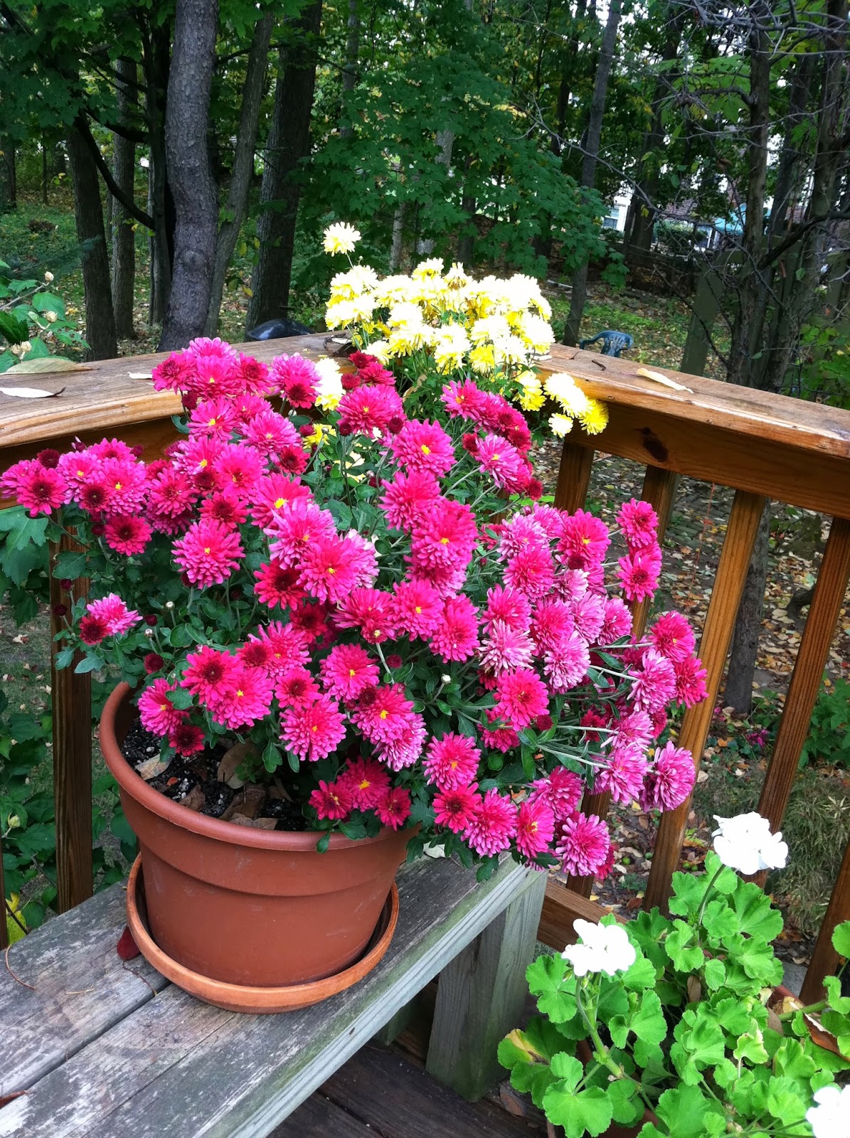 Deegan in the Garden Chrysanthemums in Pots