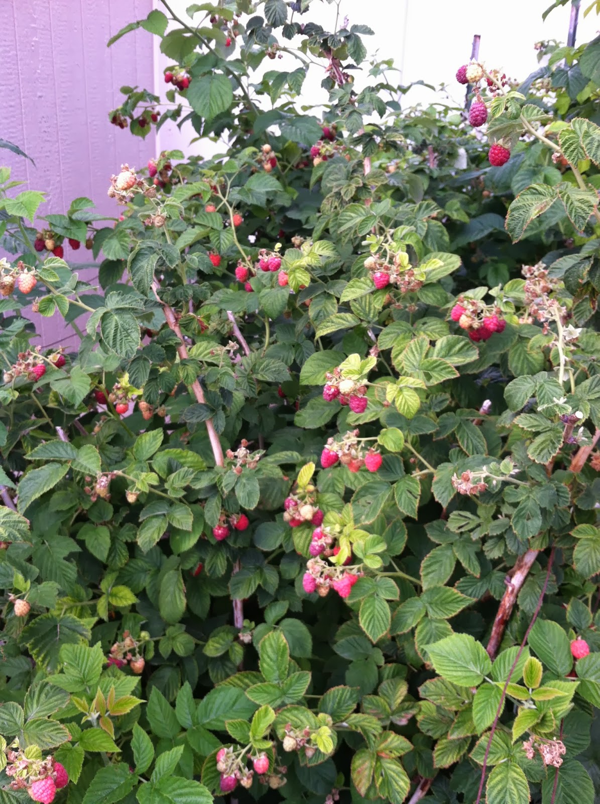 my family prepared: How to Prune Raspberries