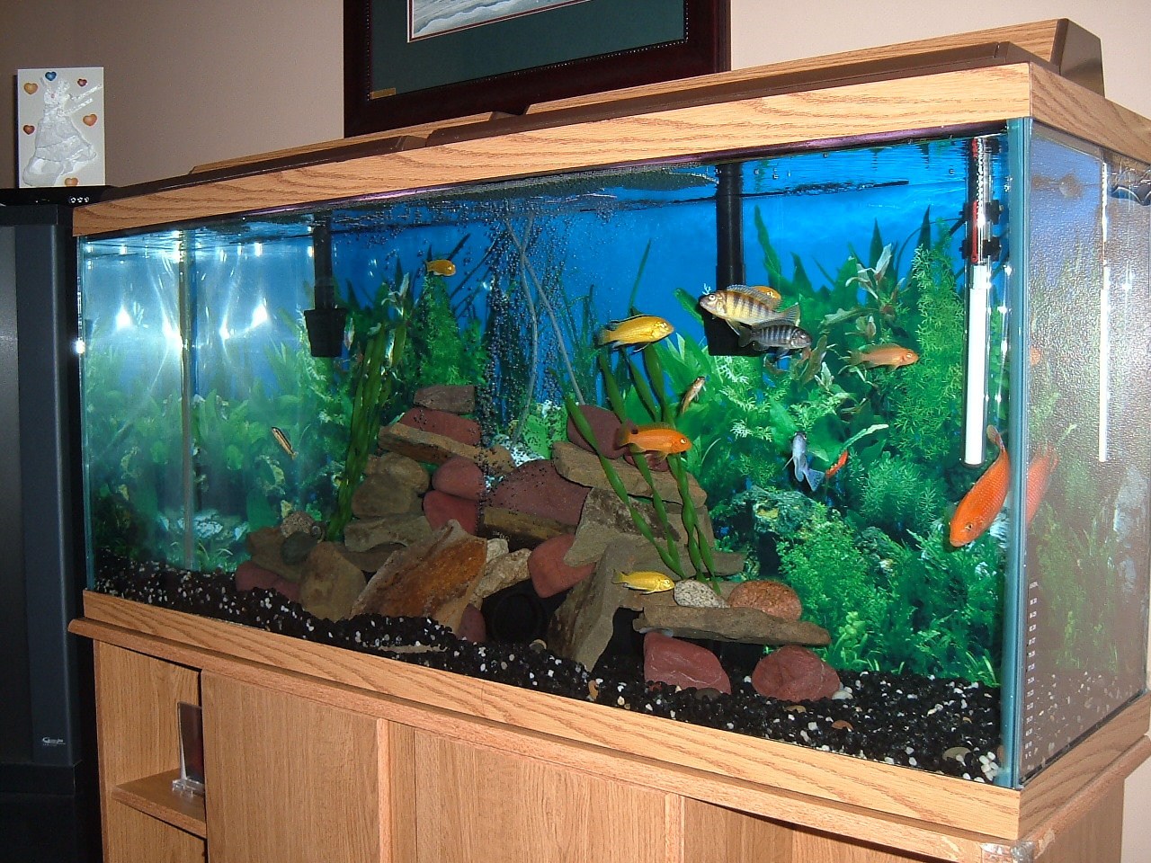 Коллекционер заказал аквариум. Рыбки для аквариума. Домашний аквариум. Аквариум домашний с рыбками. Необычные аквариумы.