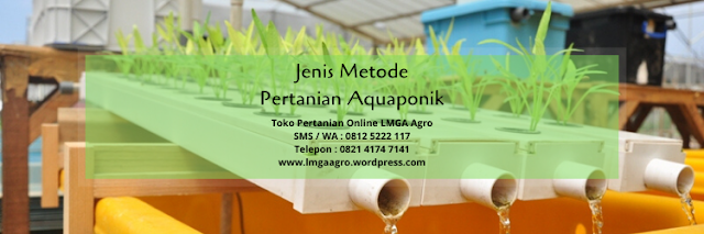 aquaponik, metode pertanian, pertanian, budidaya tanaman, lmga agro