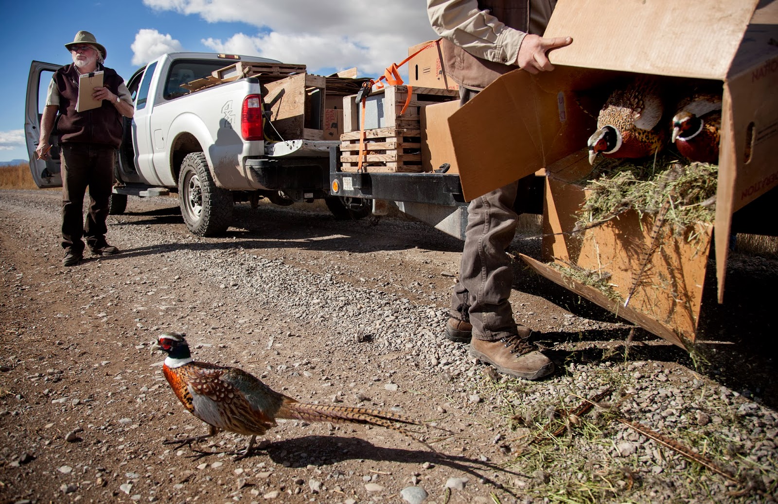 Benjamin Zack Photography Release the Pheasants