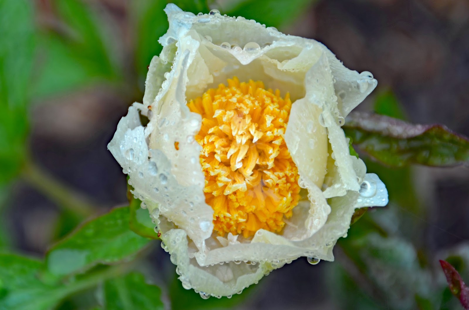 Southern Peony 2016 First Bloom of the Year Peony 'Nova'