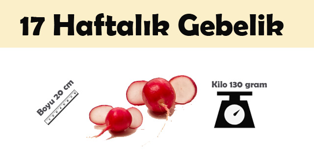 gebelik hamilelik ultrason