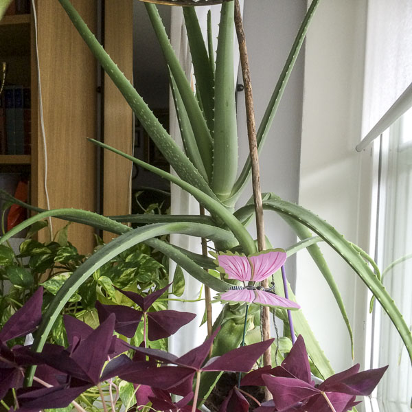 aloevera aloevera