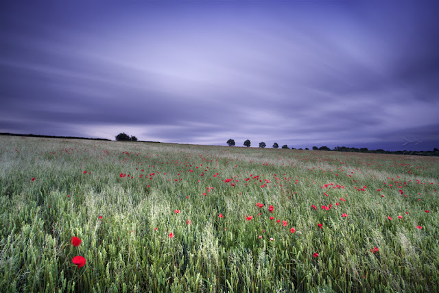 looking over some poppies under the setting sun between burford and stow on the wold