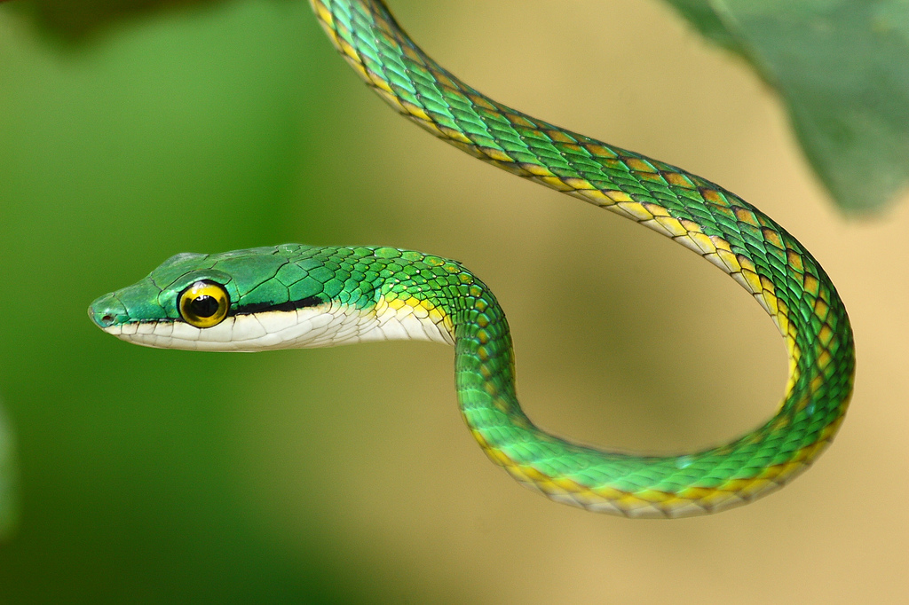 Зеленая змейка. Leptophis Ahaetulla. Бежука змея. Перуанский бумсланг. Parrot Snake (Leptophis Ahaetulla.
