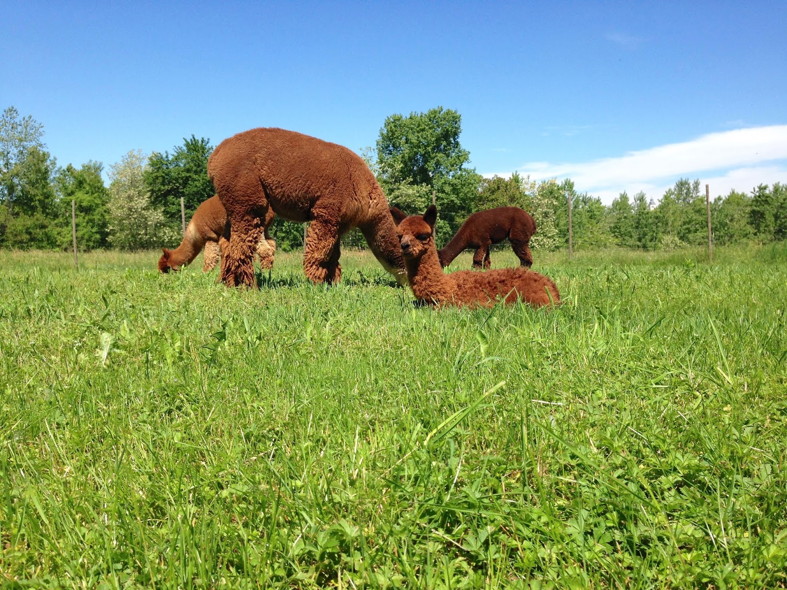 Piccolo Alpaca Blog Orlando Piccolo Alpaca