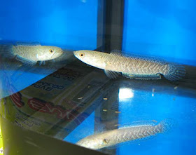 Channa striata the common snake head fish