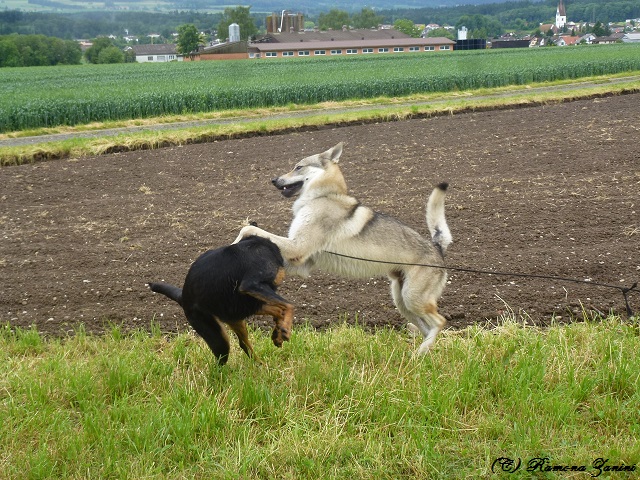 Frühlingsgefühle beim Hund