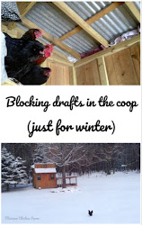 coop chicken ventilation winter blocking drafts draft muranochickenfarm building coops farm block ways rafts bad air backyard