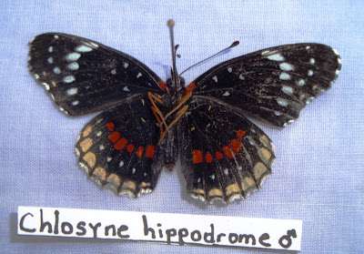 Chlosyne hippodrome Nicaragua