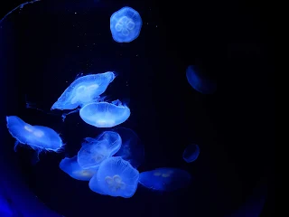 リヴォルノ水族館のクラゲ