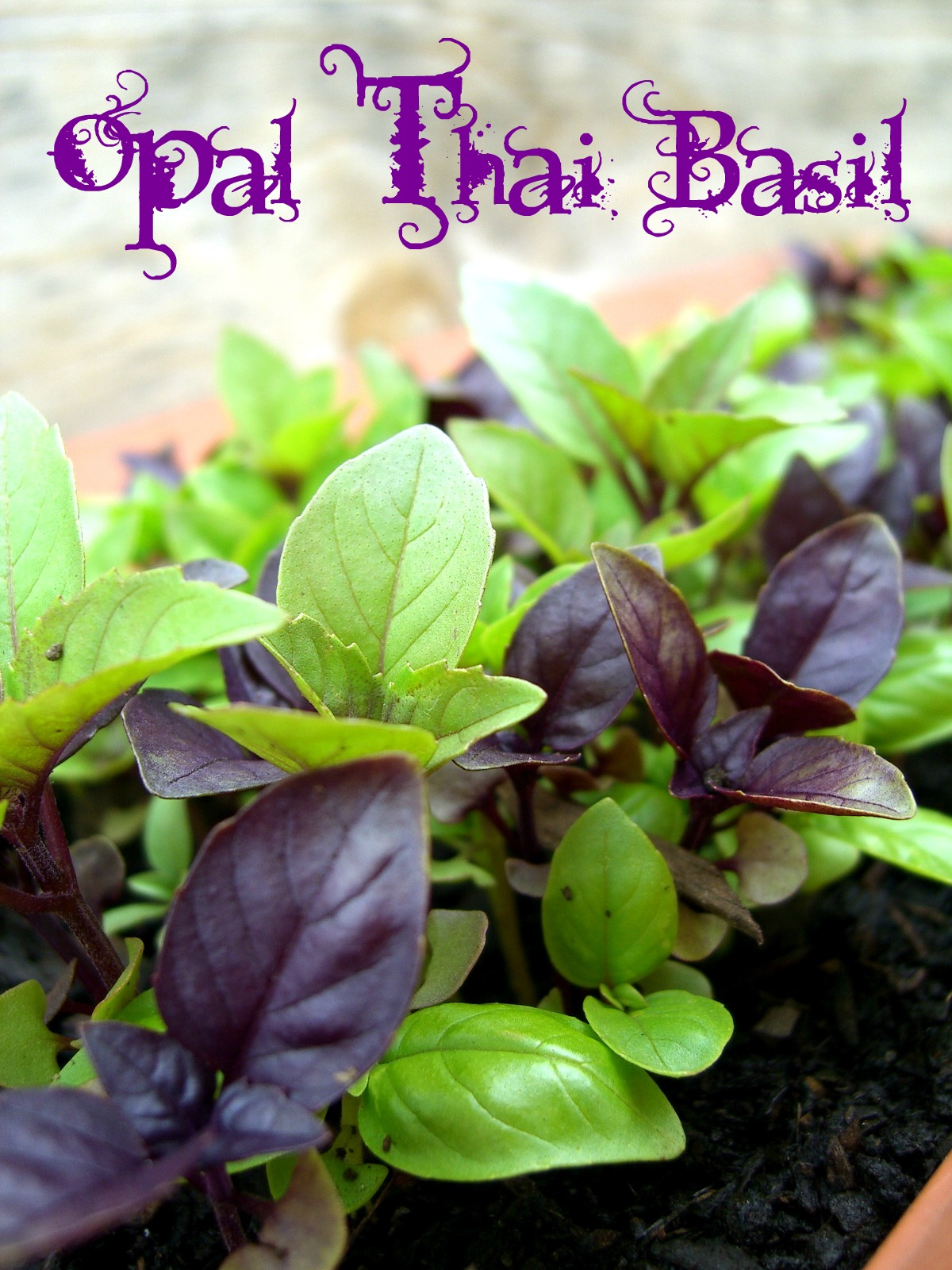 Базилик сладкий. Раннехристианская базилика план. Базилик острый. Базилик чем полезен для организма. Базиликальный храм в византии.