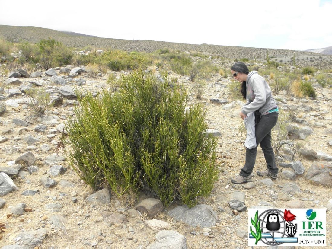 Argentina nativa Ala de loro (Monttea aphylla)