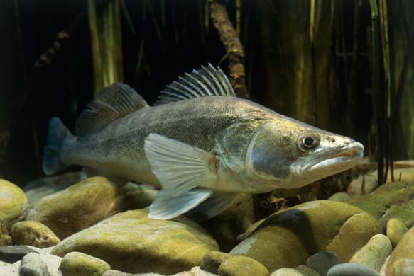 Zander - Fishes World - HD Images & Free Photos Zander - Fishes World - HD Images & Free Photos