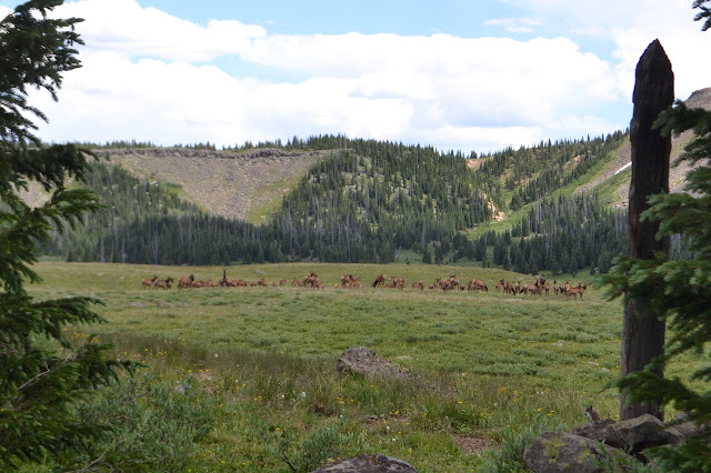 elk herd