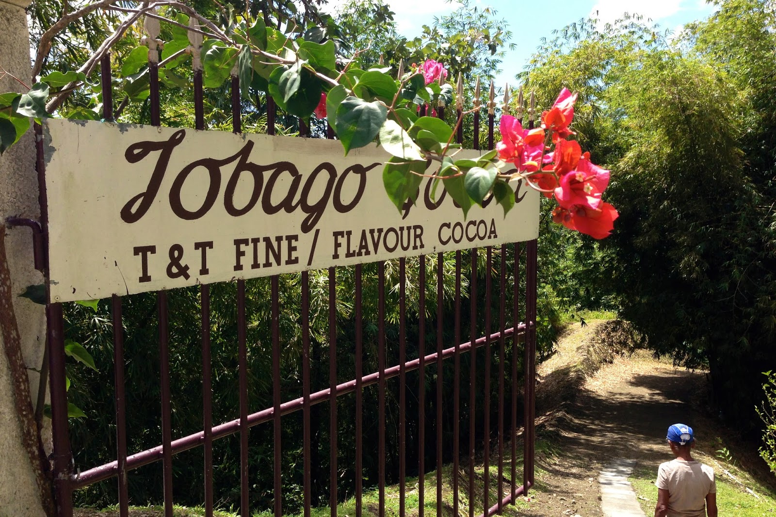 Trinidad's Cocoa Dream