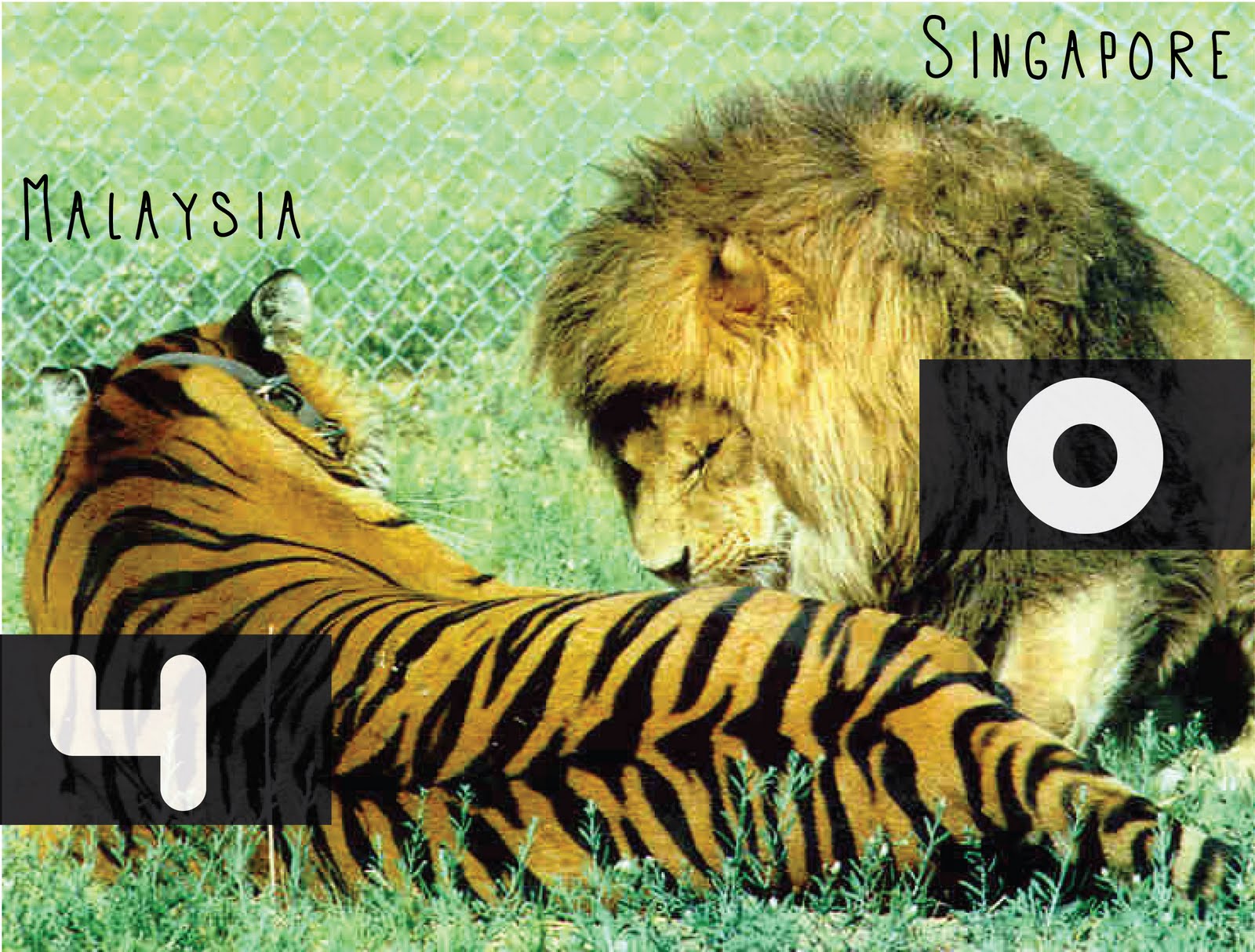 Про лев тигра. Лев против тигра. Лев и тигр фото. Тигр сильнее Льва.