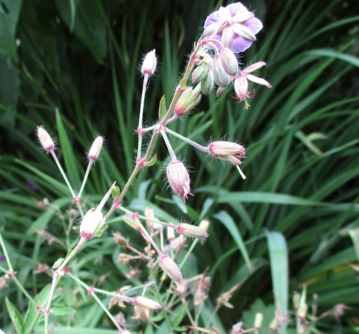 Roger Brook - the no dig gardener: Attracting bullfinches to the garden