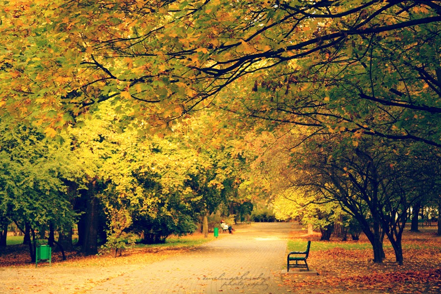 park, jesień, kolory, autumn, gold, beauty