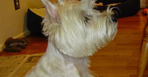 Low Oxalate Commercial Dog Food Low Oxalate Commercial Dog Food