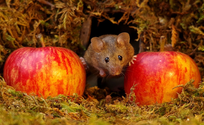 White Wolf Man discovers a family of mice living in his garden