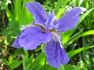 Manfaat dan Khasiat Bunga Iris (Iris tectorum Max)