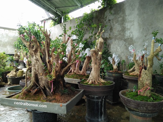 Cara Memperoleh Bakalan Bonsai Bagus