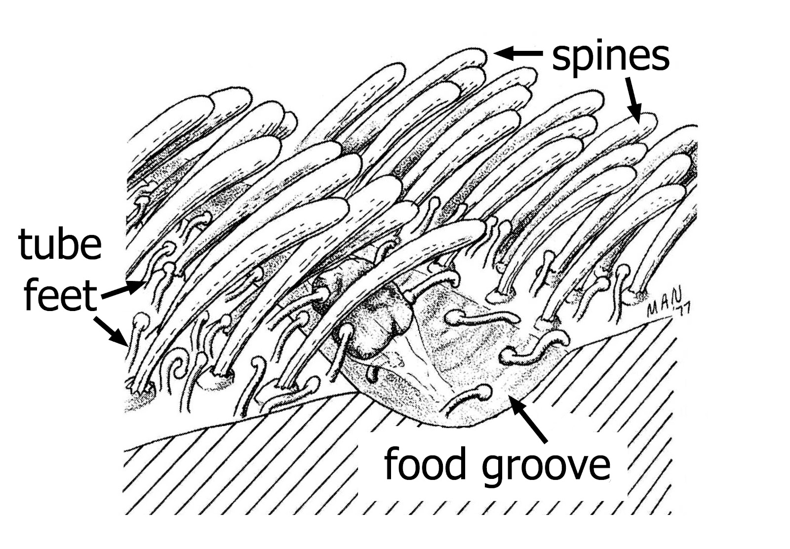 The Natural History of Bodega Head Petals and grooves