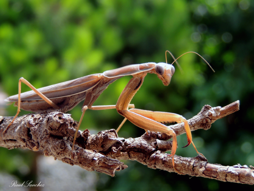 Naturaleza Viva Mantis religiosa ( mantis religuiosa ) Naturaleza Viva Mantis religiosa ( mantis religuiosa )
