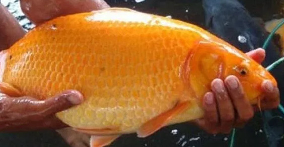 38 Gambar Mimpi Menangkap Ikan Mas Koi Ikan Center 38 Gambar Mimpi Menangkap Ikan Mas Koi Ikan Center