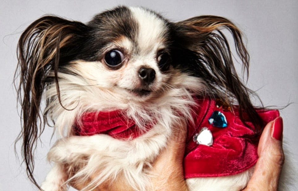 Tiny Chihuahua Milly Crowned World’s Smallest Dog By Guinness World