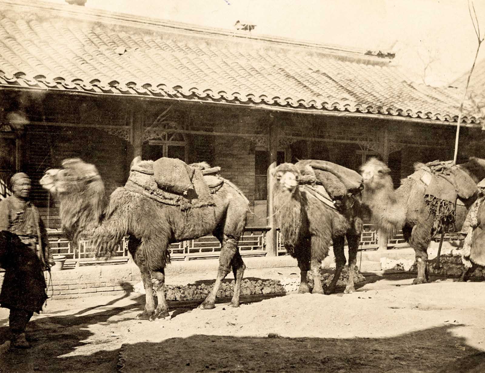 A view of 19th-century travelers and their camels on the Silk Road in China. The Bactrian camels, distinguished by their double humps, were used to 