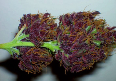 Purple Black Jack Strain Purple Black Jack Strain