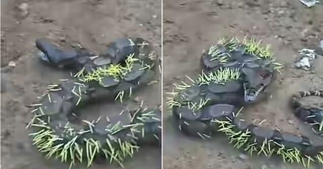 Dog Eating Leaves And Grass Dog Eating Leaves And Grass