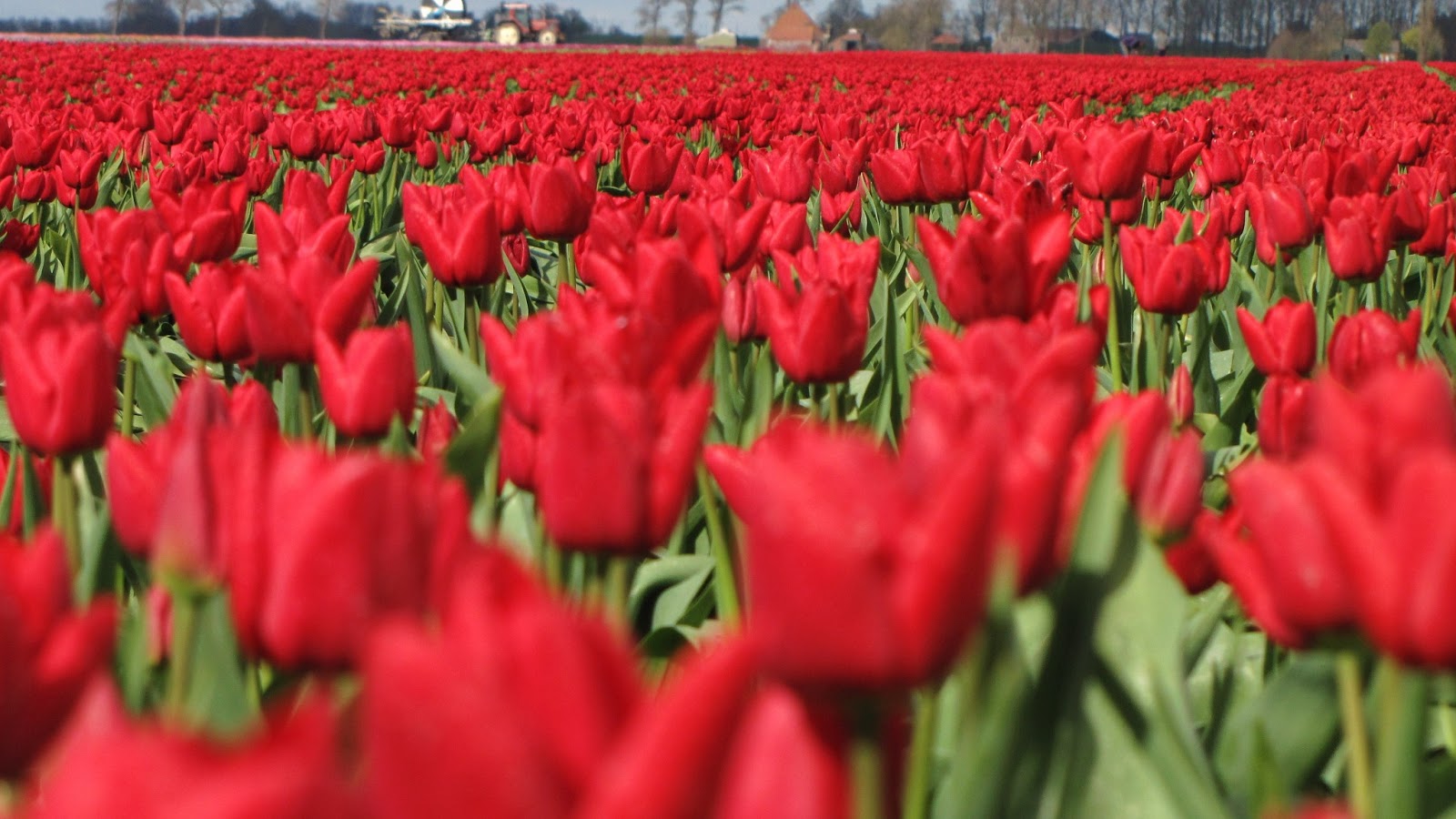 Sobre vivir en Holanda: La extranjera que simboliza a Holanda...