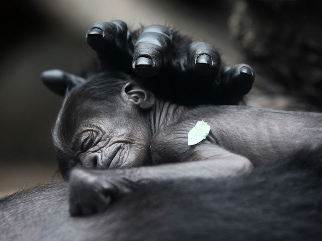 A new born gorilla sleeps on it's mother chest, baby gorilla, gorilla picture