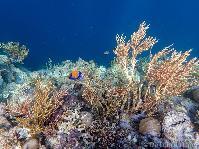 Pulau Menjangan - Bali